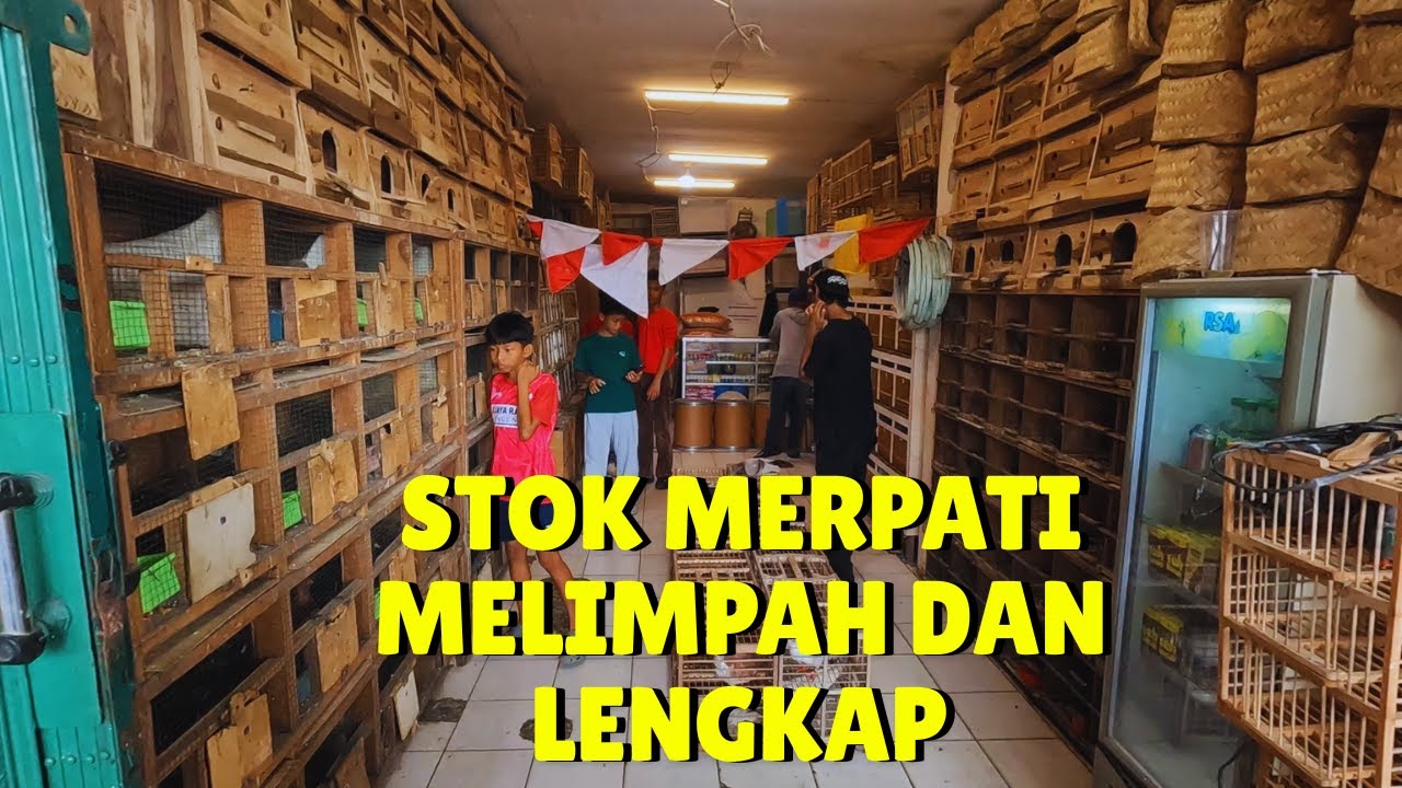 DAPET MERPATI PLAYER SPEK JEDOR DI KIOS GROSIR DARA PASAR MINGGU jAKSEL