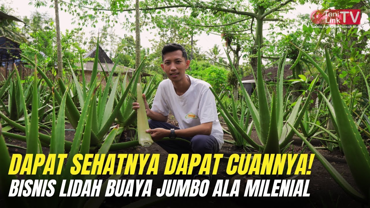 Rahasia Sukses Budidaya Lidah Buaya Jumbo: Dari Konsumsi Pribadi Jadi Ladang Cuan