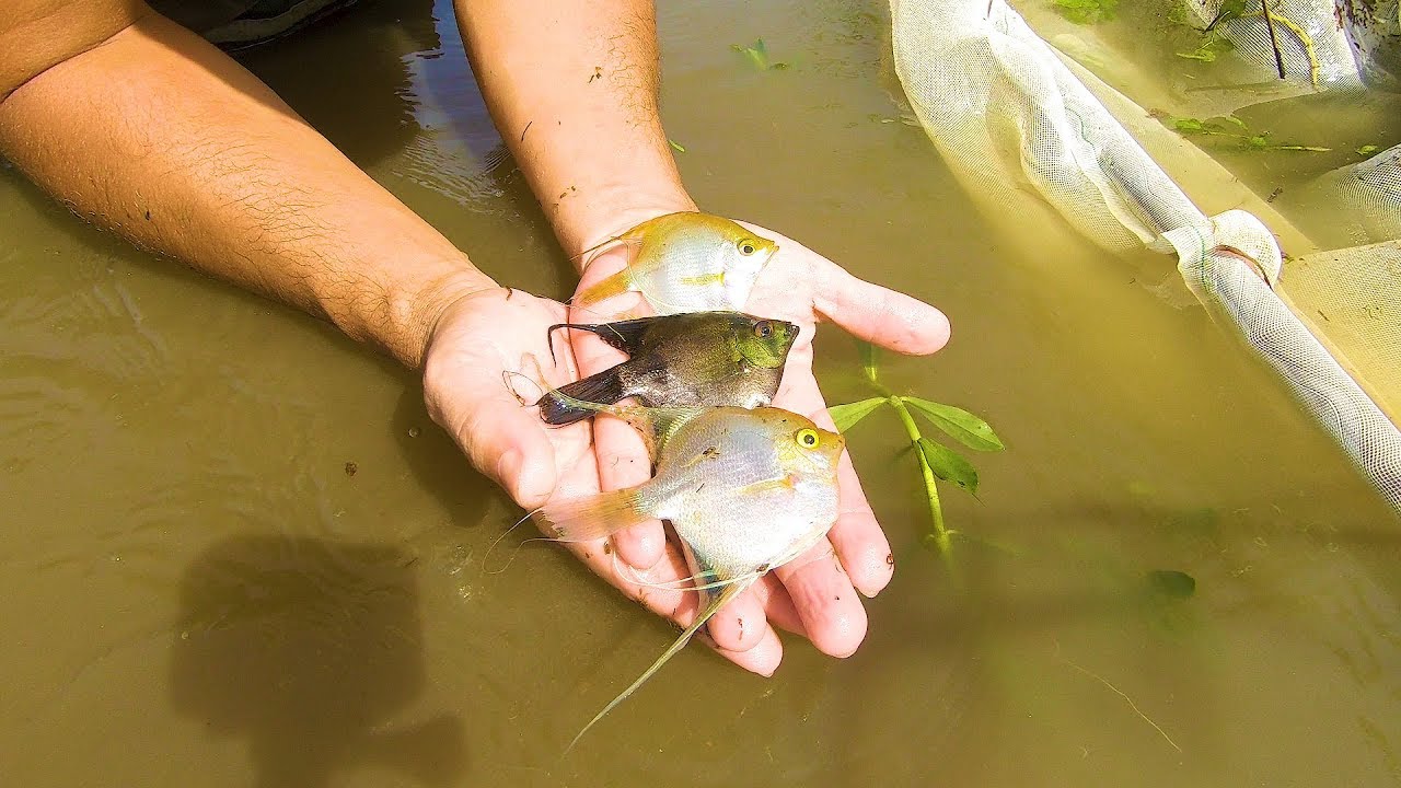 CAPTURAMOS INCRÍVEIS PEIXES ORNAMENTAIS