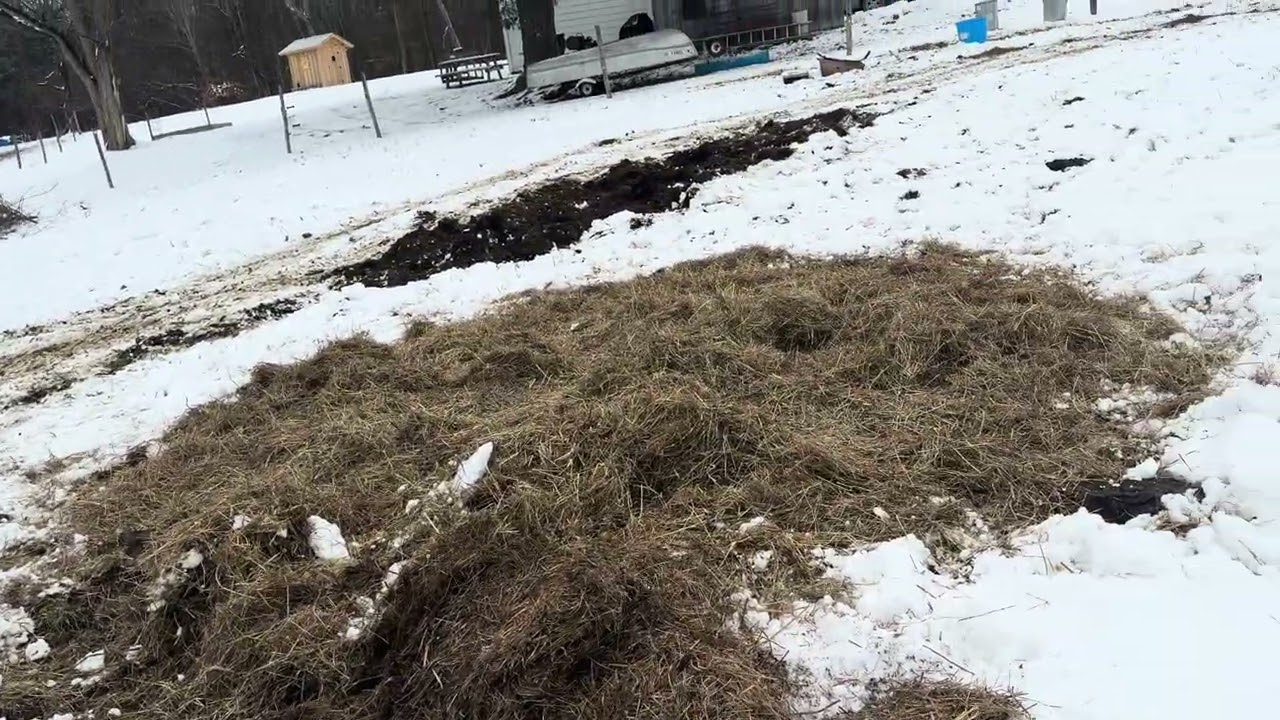 Выпас скота в небольших масштабах с использованием тюков сена зимой для восстановления пастбищ.