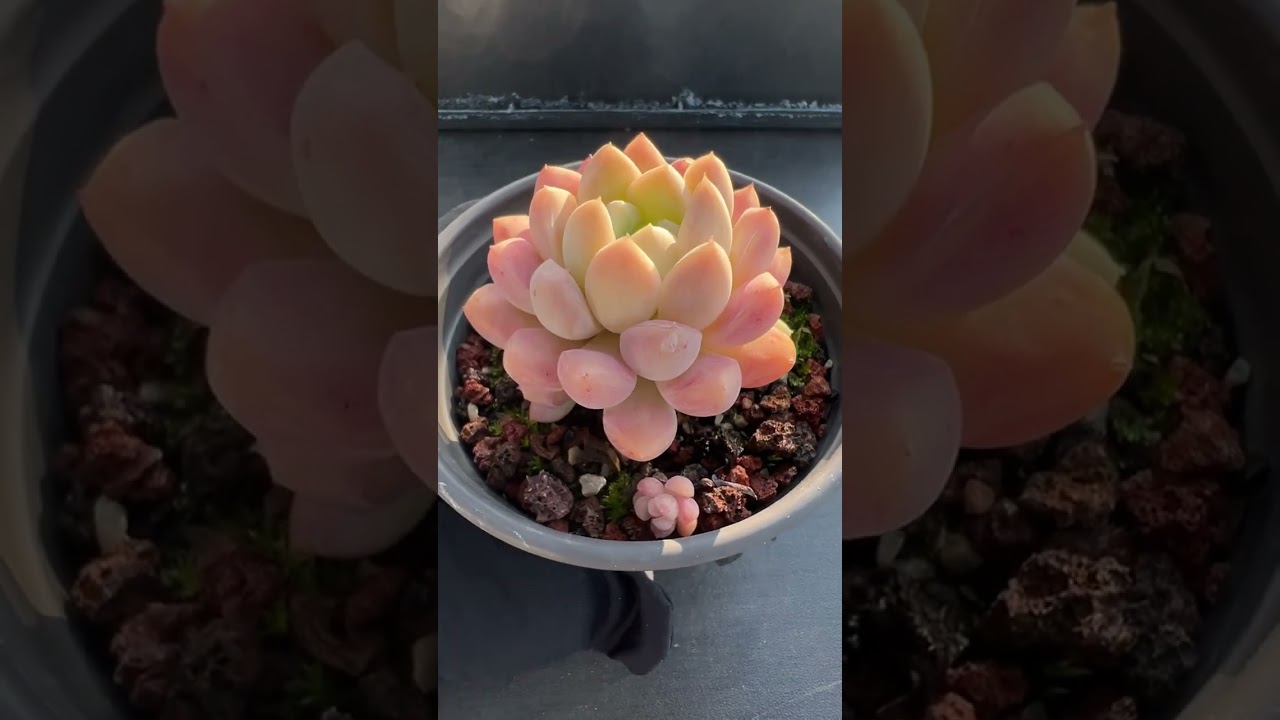 Smart Succulent Care 🌿 Efficient Indoor Gardening System