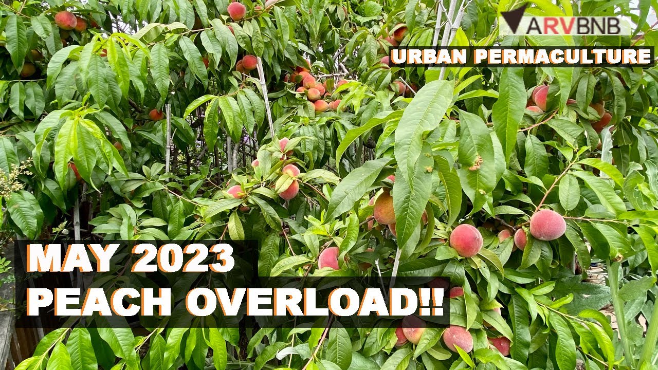 DESERT GOLD PEACH CARE - HEAVY FRUIT LOAD SUPPORT