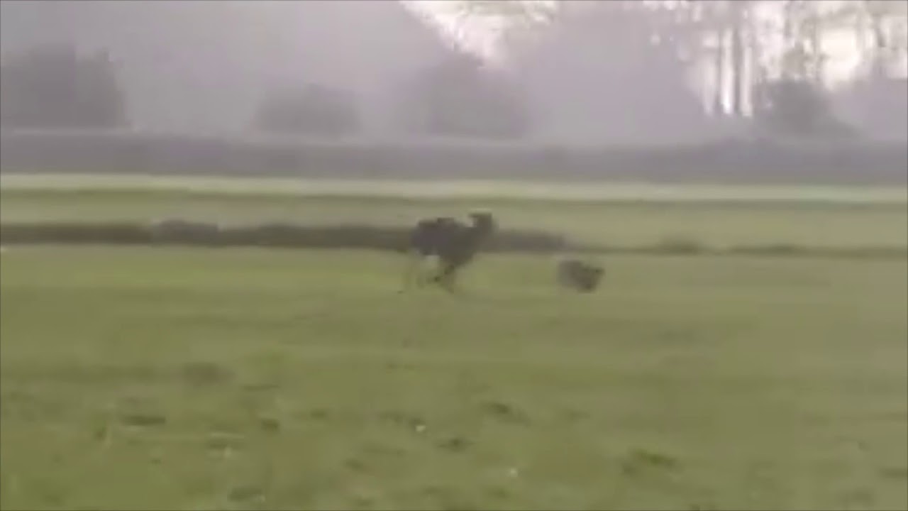 SIR MARCUZ LUCKY THE DARK