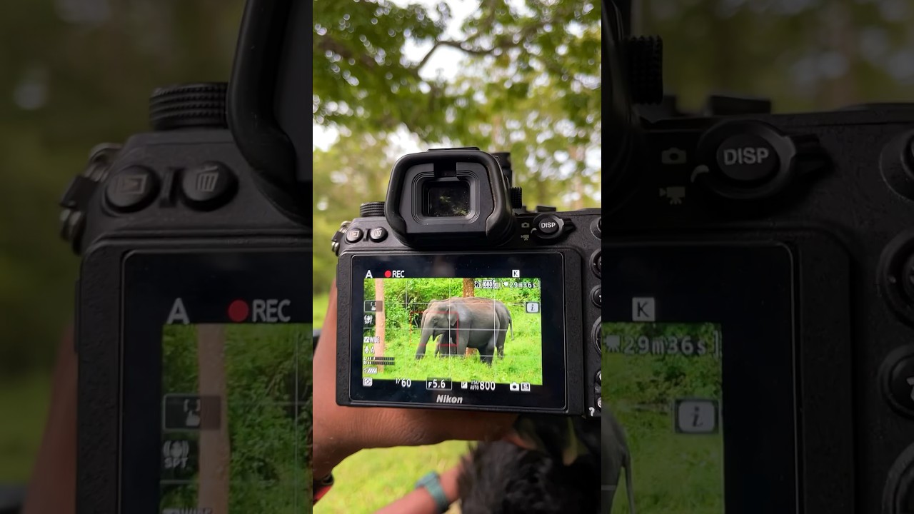 World Elephant Day | Gentle Giant | Kabini Sightings 