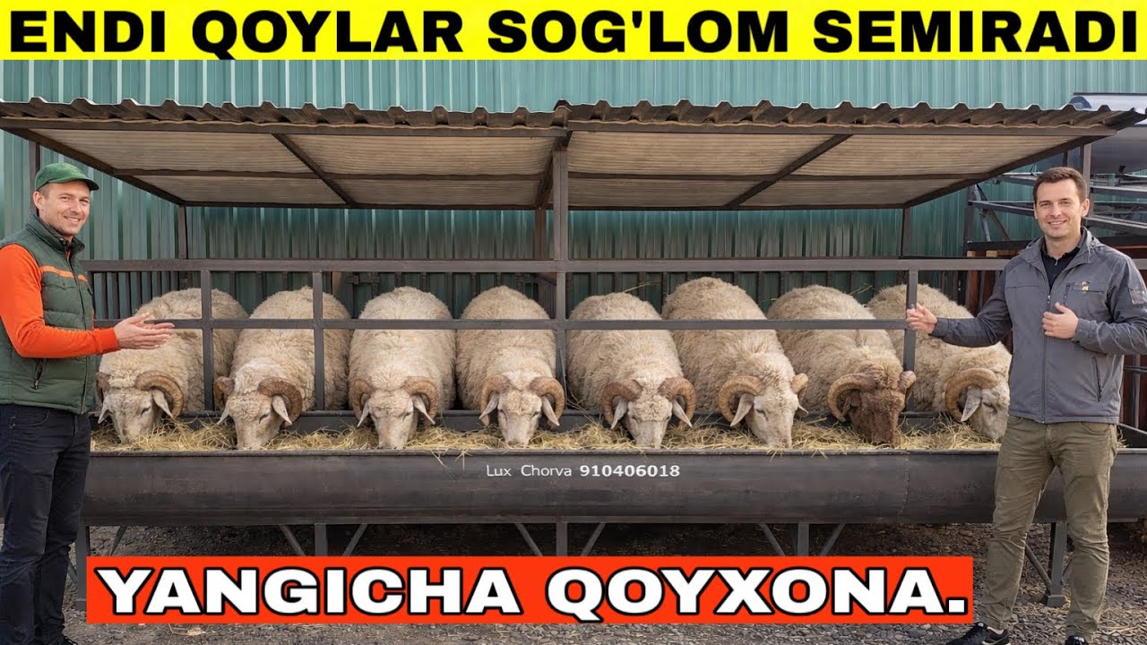 1 200 000 Mingdan😱Yangicha Uslubda Qurulgan Qoyxonalar.#2026 #2025 #qoyxona 