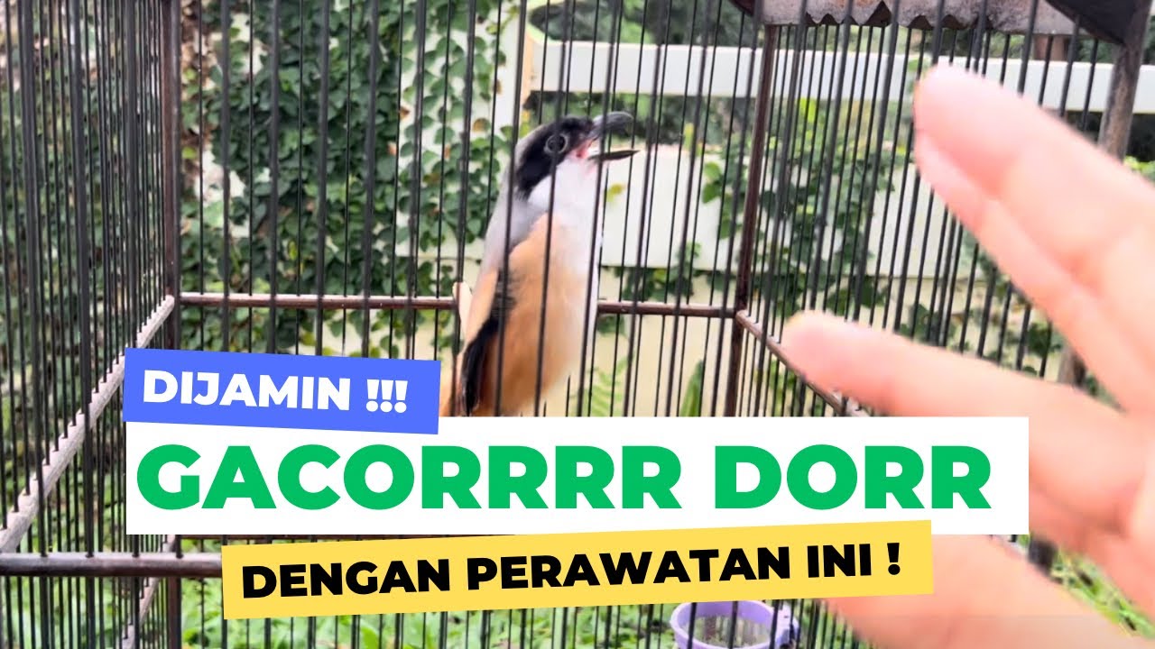 Perawatan cendet pastol cepat gacor siap gantang