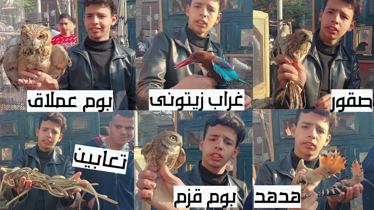 سوق الجمعة بالسيدة عائشة بالاسعار تماسيح صقور بوم هداهد حدايات كينج فيشر حرابى قنافد تعابين هامستر و