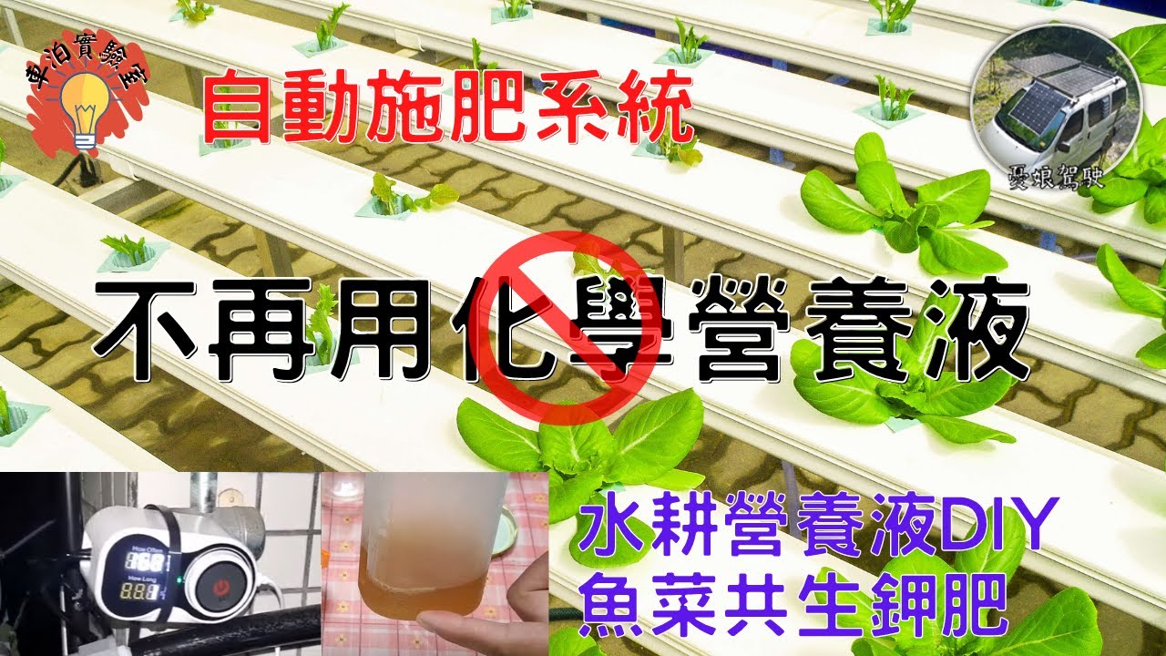 DIY【魚菜共生｜水培水耕魚菜共生】自製營養液｜天然無毒竟然這麼簡單｜不要再用化學肥料了。種瓜果必看《車泊實驗室ep12》