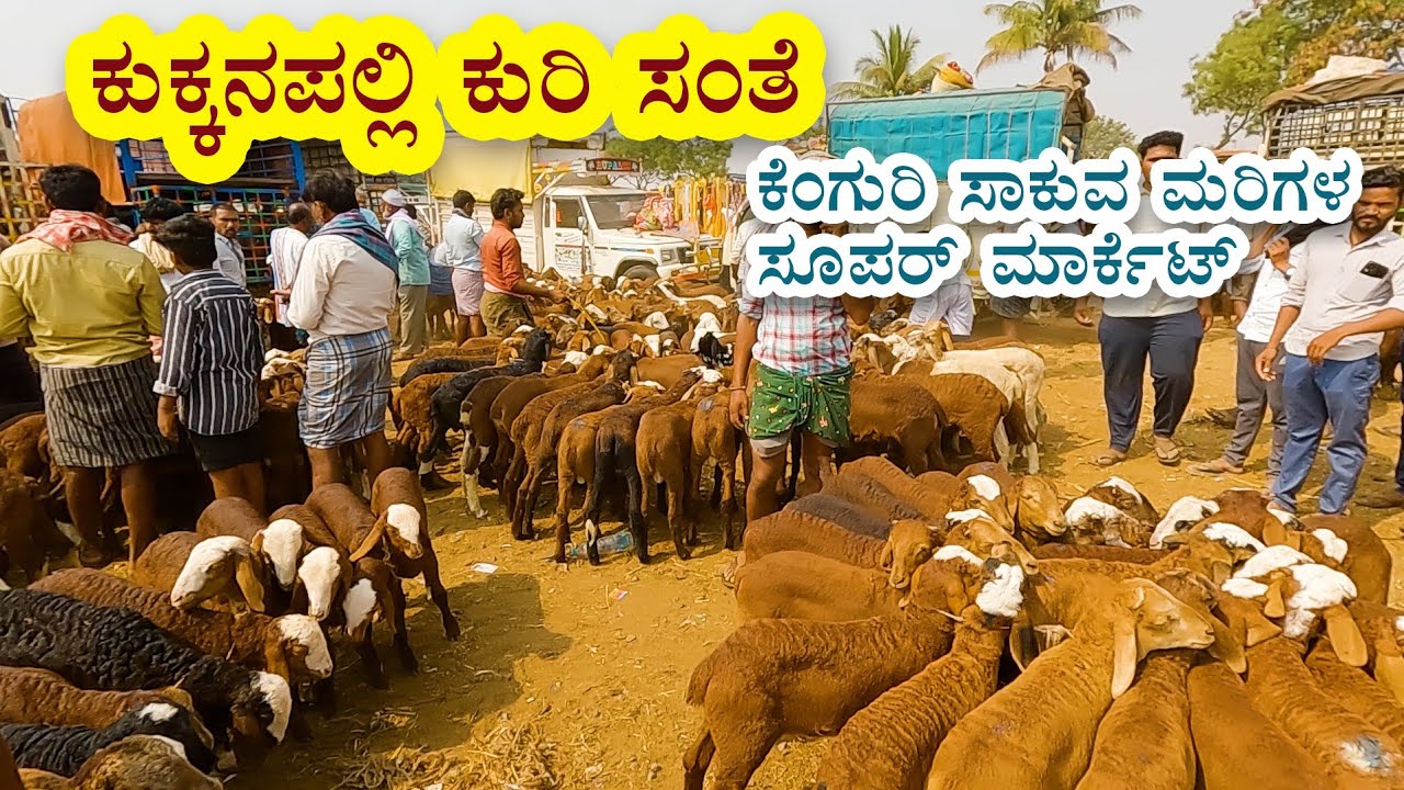 Kukanapalli santhe - Super market for Kenguri Red sheep