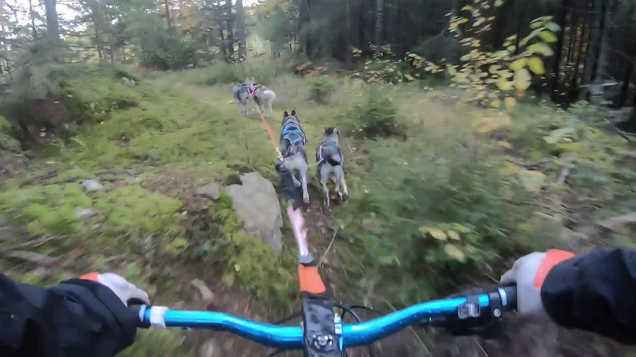 Trailbiking with 4 huskies, who needs electrical bikes or steep downhills for speed and excitement?