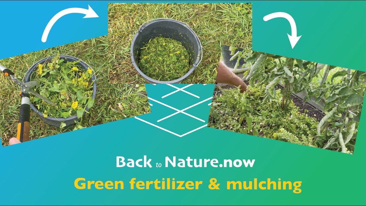 Groenbemesting: Hoe mulchen van groenbemesters om de grond biologisch te verbeteren