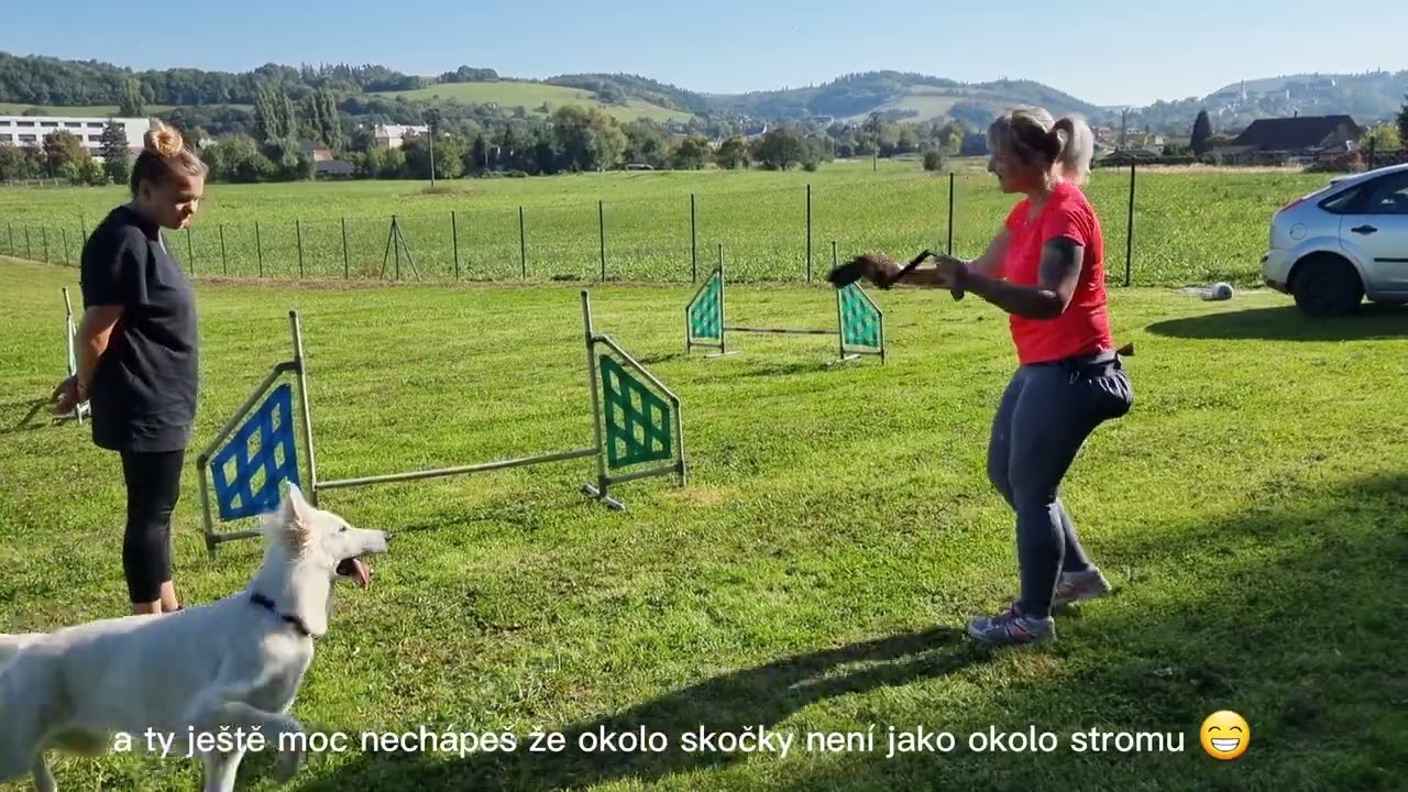 White swiss shepherd agility