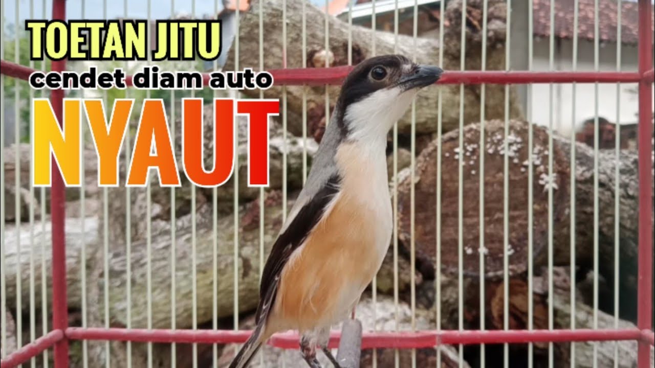 toet toet Suara cendet gacor Pagi Hari pancingan jitu BIKIN cendet diam langsung nyaut ikutan bunyi