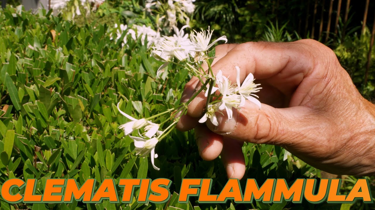 Clematis flammula ou Clématite flammette - Quelle Plante Pour Mon Jardin ?
