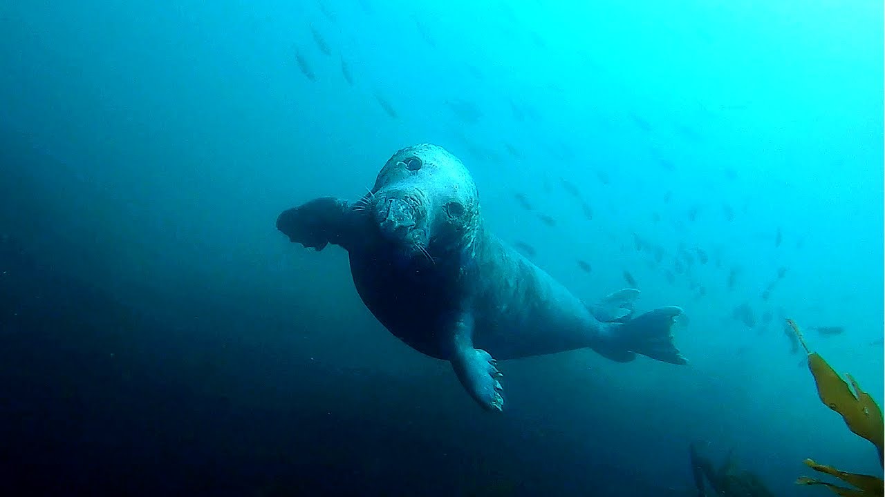 INCREDIBLE Encounter with HUGE Seal Whilst Spearfishing