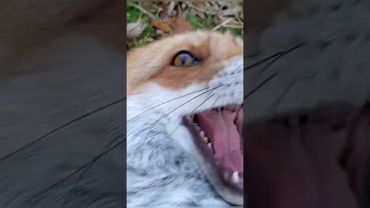 Fox Laugh Will Make Your Day Better