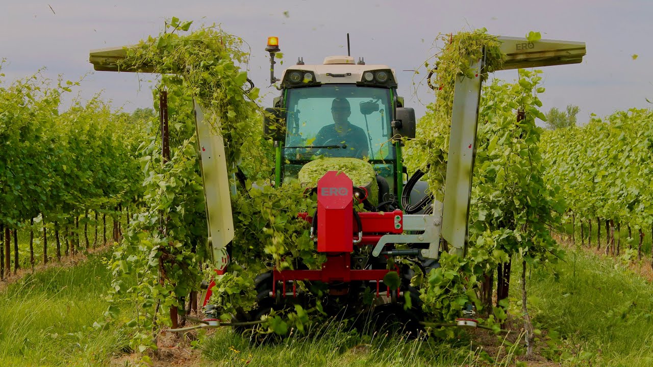Fendt 211 Vario | Cimatura Vigneto | ERO &Eacute;lite View | Piovesan