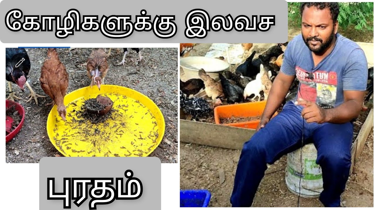 How to produce maggots for chickens??!! | TFO Farm channel