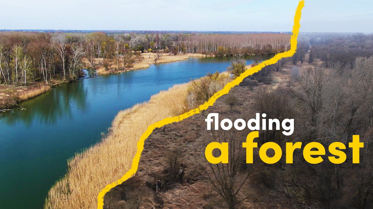 We are flooding a forest - here&rsquo;s why