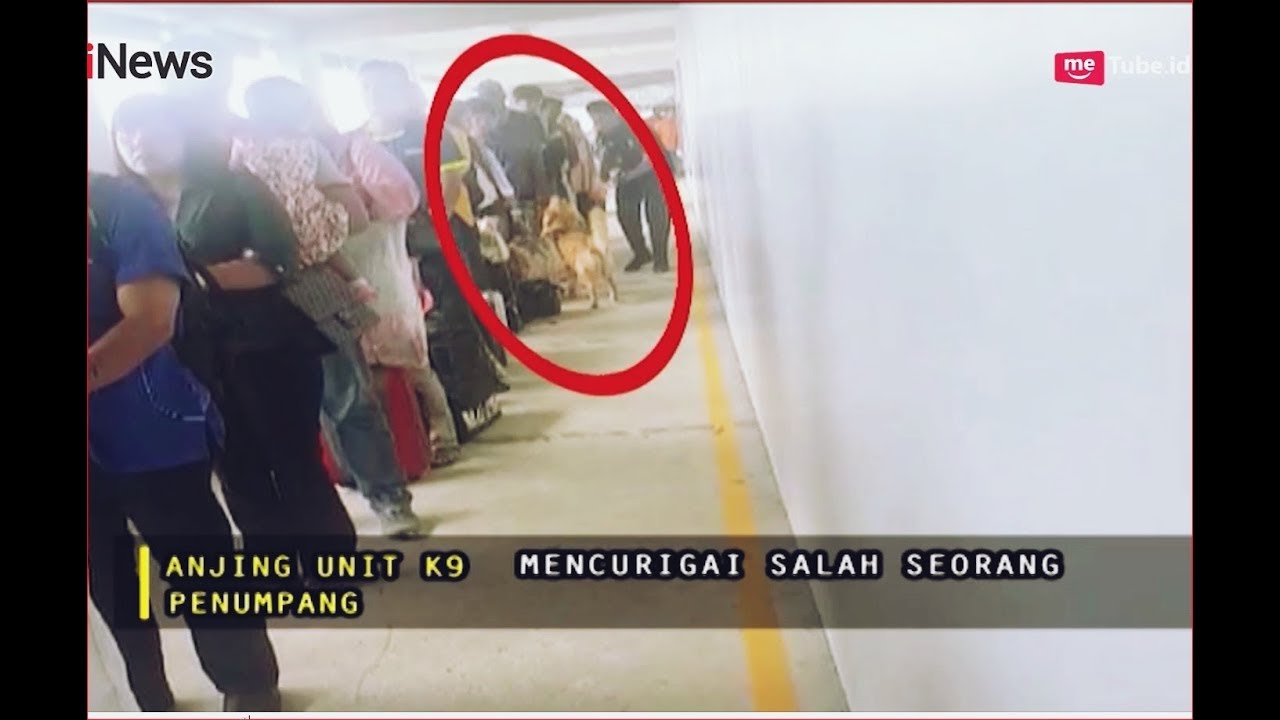 Terendus Anjing Pelacak Pelabuhan, WN Malaysia Terciduk Bawa Ganja Part 02 - Indonesia Border 17/09