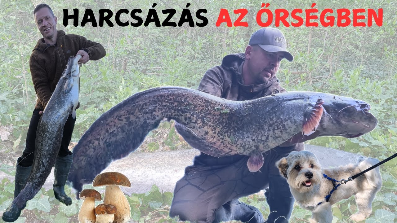 Harcsahorgászat az Őrségben, Őszi Harcsahorgászat (Mysticat Team Modern Harcsázás)