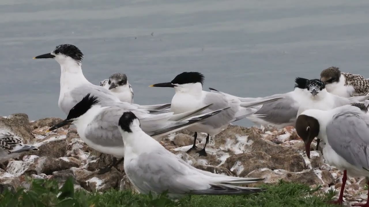 Sandwich Tern Colony