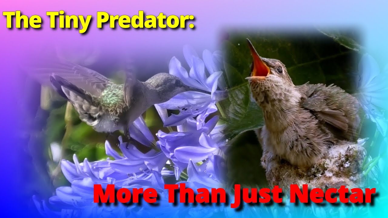 Fueling the Fire: The High-Energy Diet of Anna’s Hummingbirds | Ep. 4