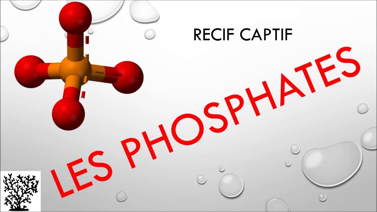 Les Phosphates - Mr Recif Captif #12