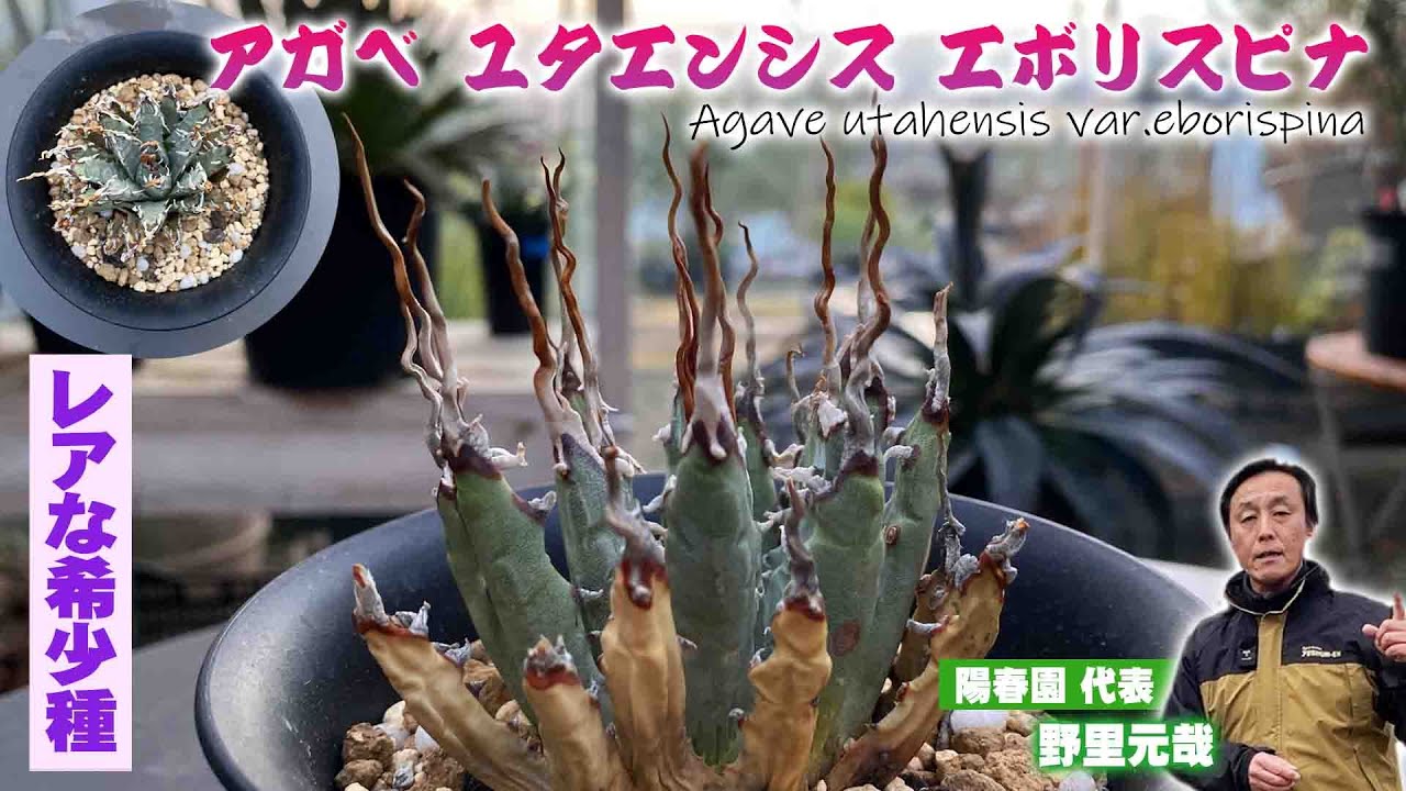 【陽春園】アガベのレア品種！葉先のウェーブがカッコイイ【多肉植物】【園芸】