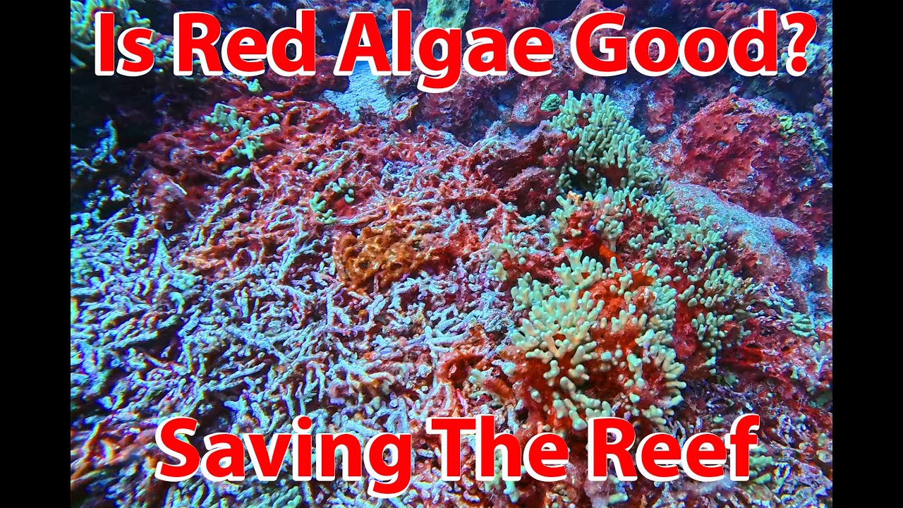 Reef Warriors: Is Red Algae Good or Bad For The Reef? Lets Find Out