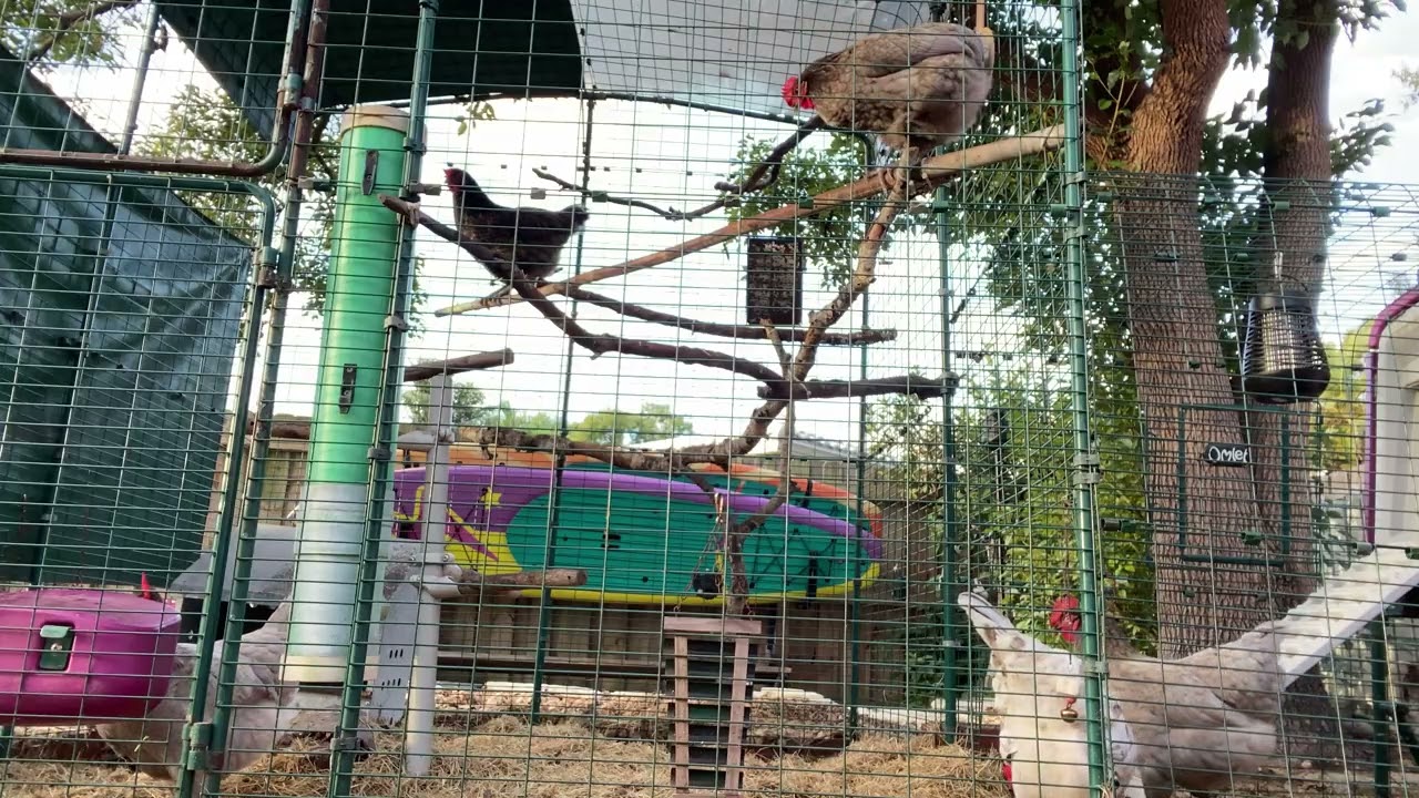 Chickens, Birdsong & the World Passing By 