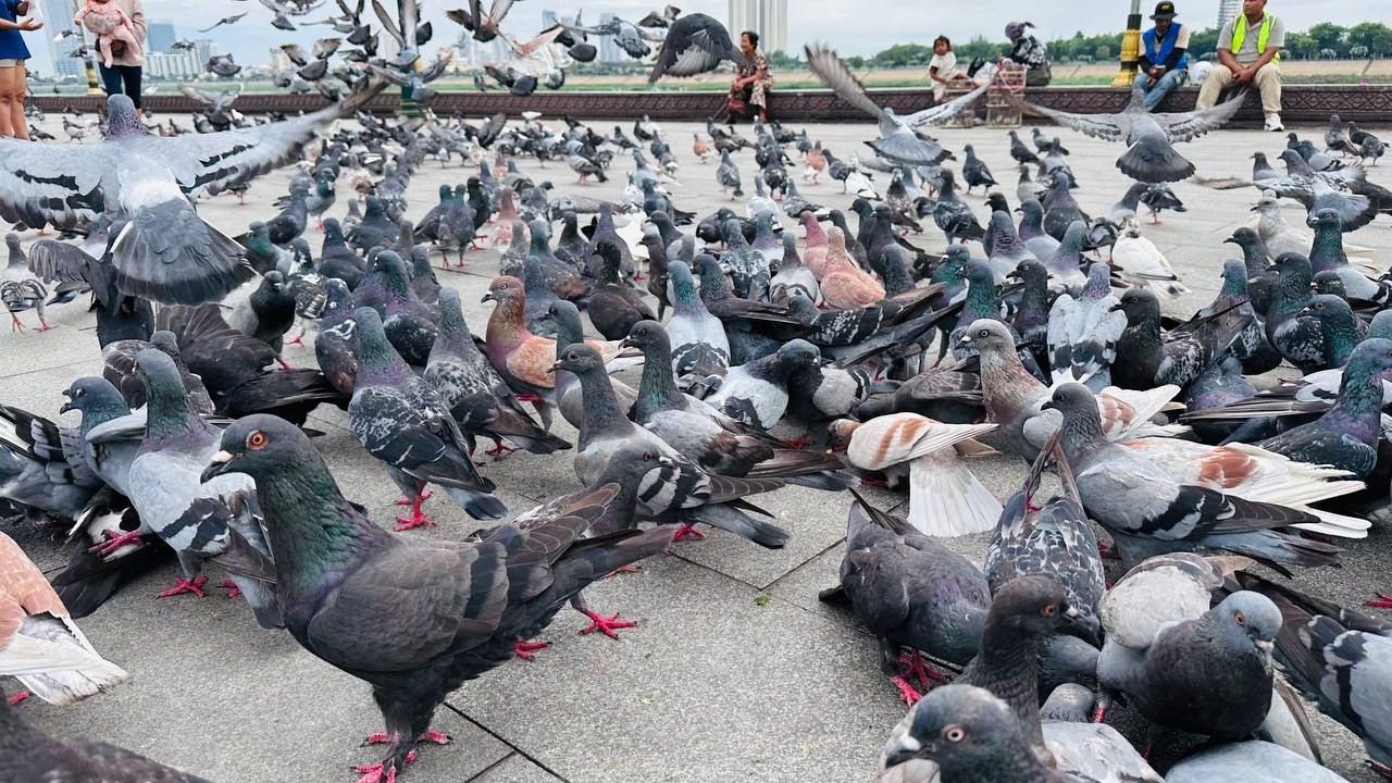 Happy PIGEIN Collection, happy eating feed in the morning