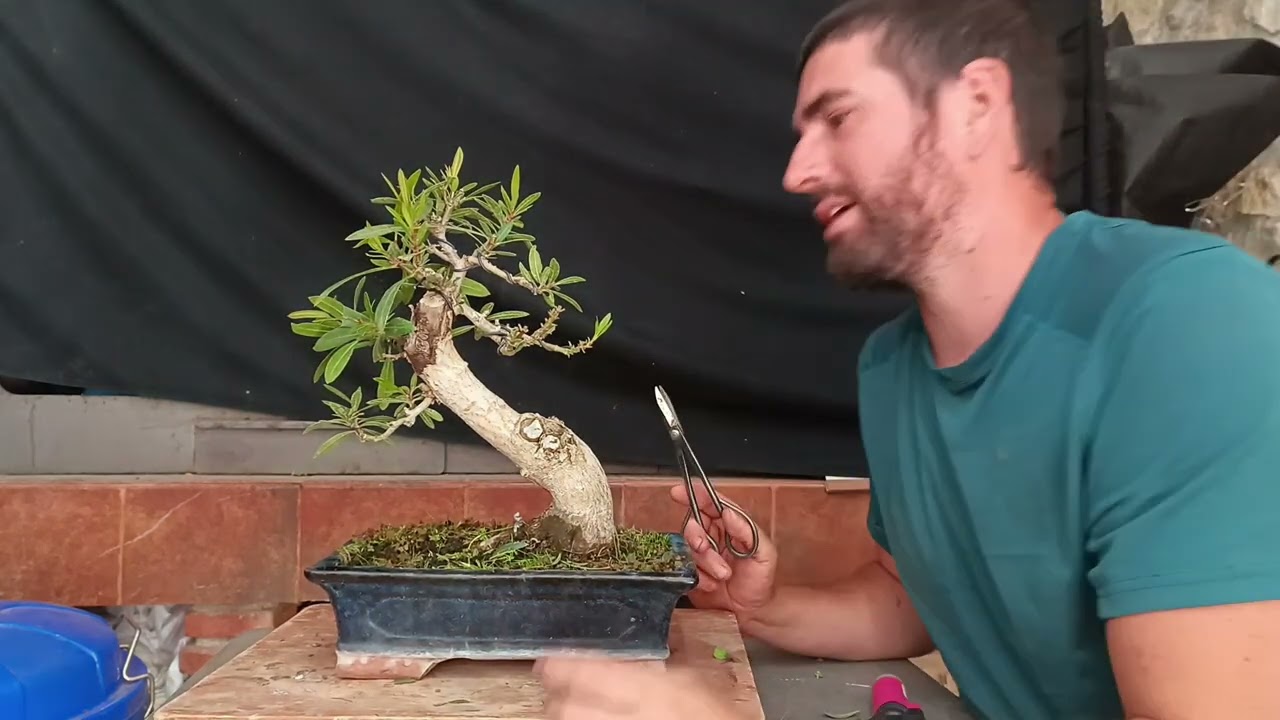 Trabajando una Adelfa Bonsai