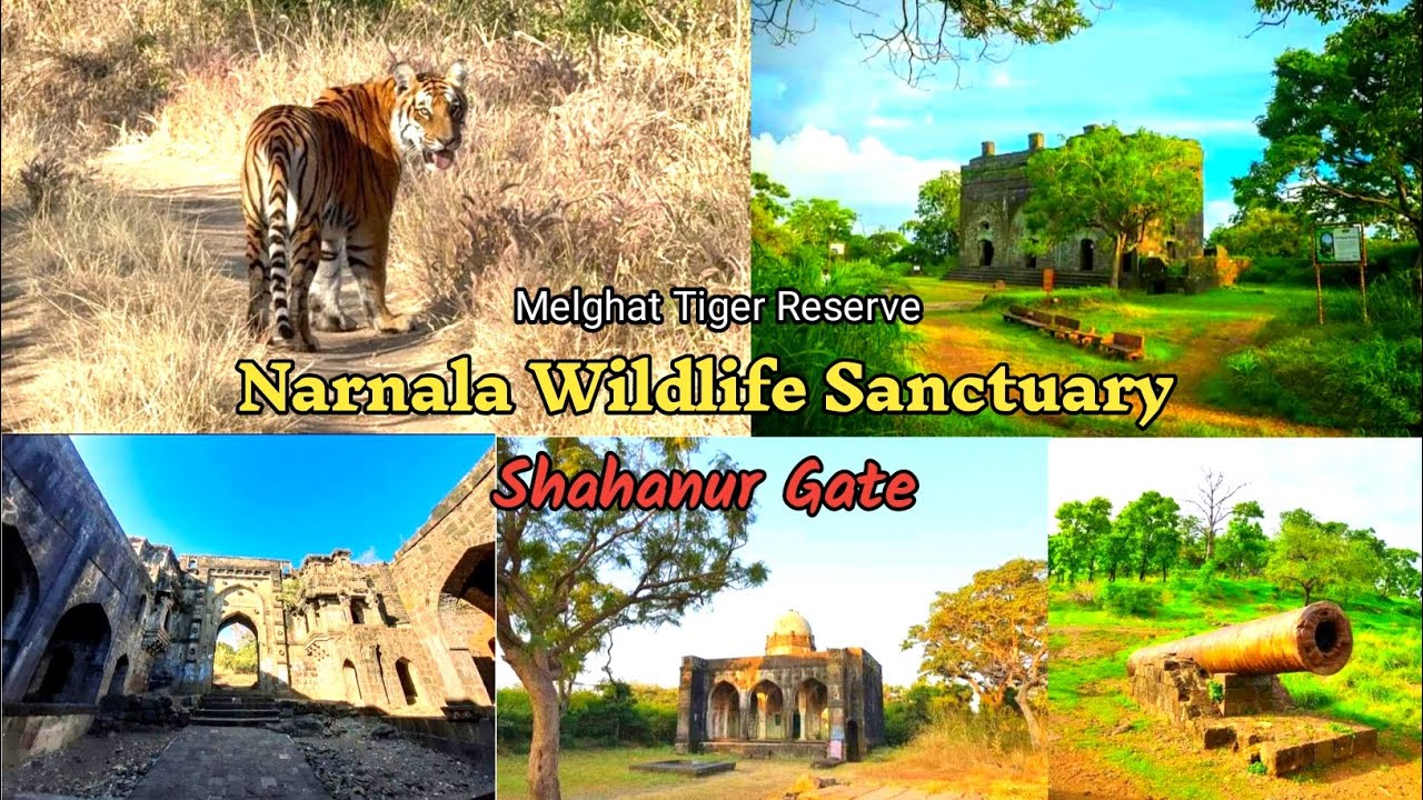Mother And Three Cups | Narnala Fort Safari | Narnala Wildlife Sanctuary | Melghat Tiger Reserv