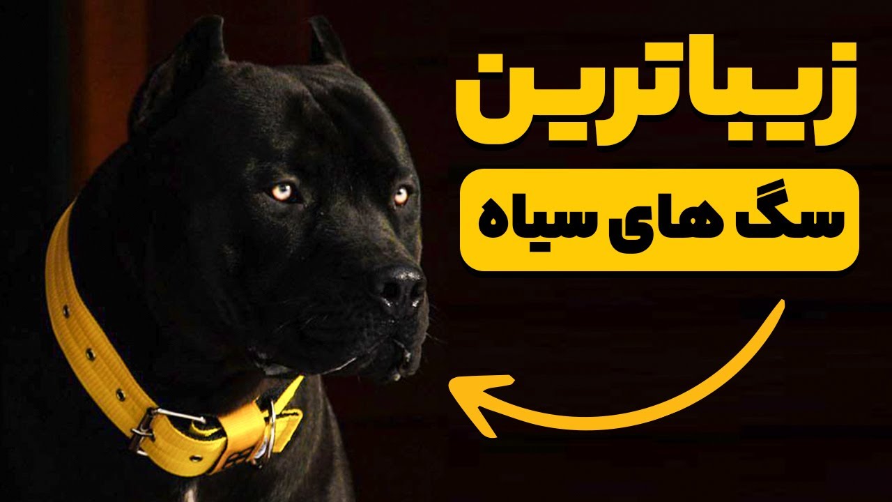 10 تا از زیباترین سگ های سیاه