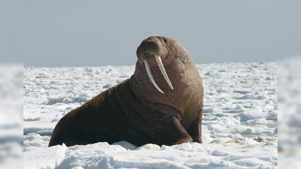 MORSA (Odobenus rosmarus) um grande mam&iacute;fero marinho conhecido por suas presas longas