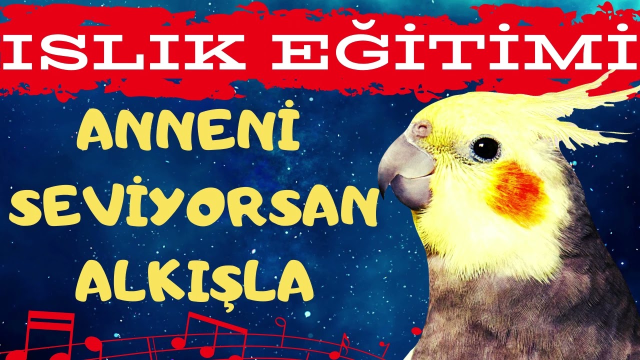 Anneni Seviyorsan Alkışla Islık, Sultan Papağanı Islık Eğitimi