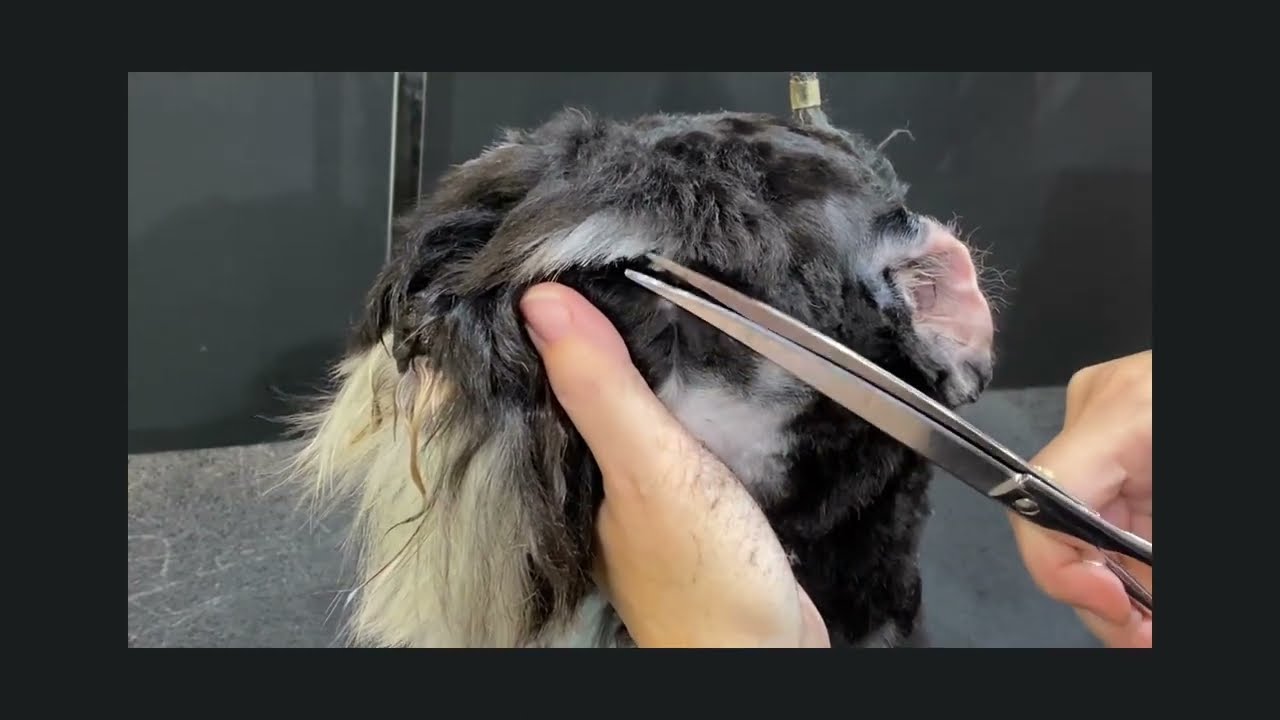 How to groom Schnauzer eyebrows