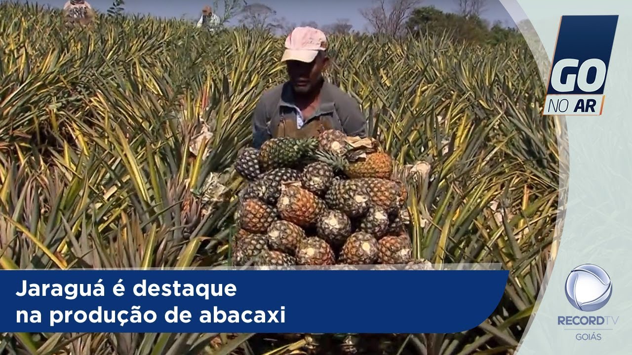 GA - Jaraguá é destaque na produção de abacaxi - 03-10-2018