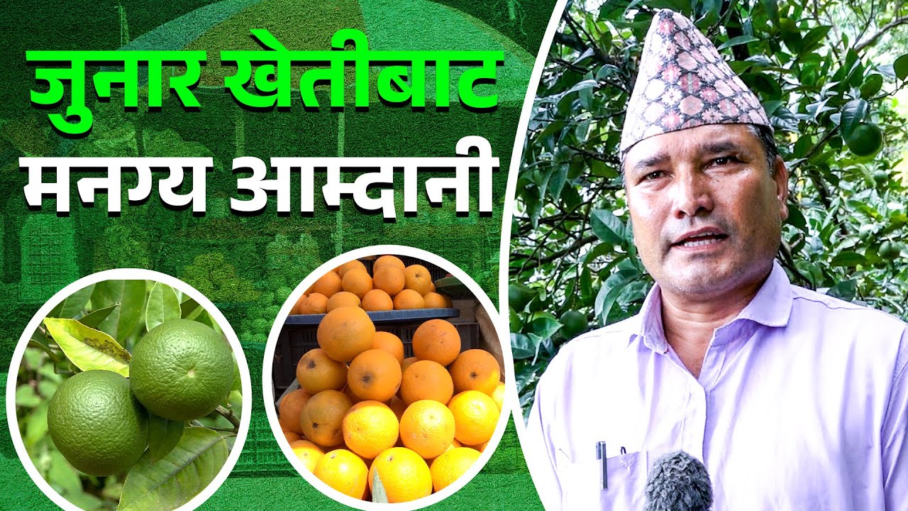 एक पटक लगानी, वर्षौ सम्म आम्दानी - जुनार खेती || Junar Kheti in Nepal ||