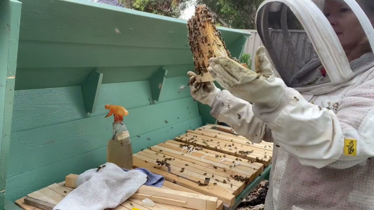 Top Bar Beehive...   let's see how things have progressed