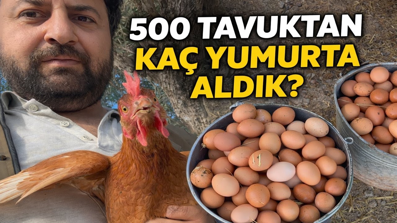 500 Tavuktan Kaç Yumurta Aldık | Yumurta Toplama | Gezen Tavuk Çadırı