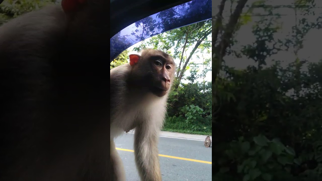 Hamid simpati. hiburan dulu kasih makan baruk