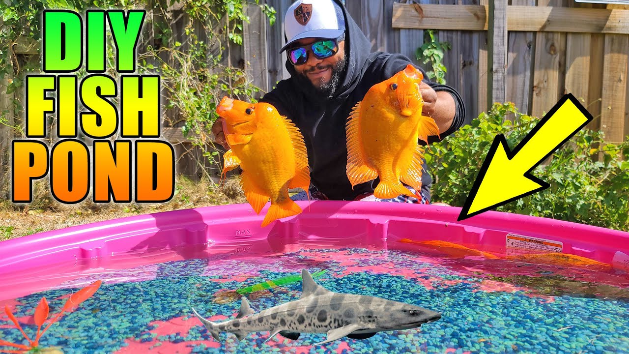 DIY Kiddie Pool Fish Pond with Exotic Fish!!!
