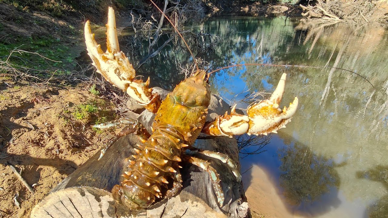 Humongous Crayfish Camping And Fishing Adventure