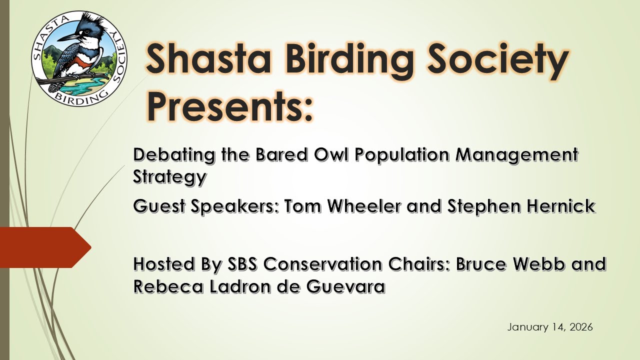 Debating the Barred Owl Population Management Strategy