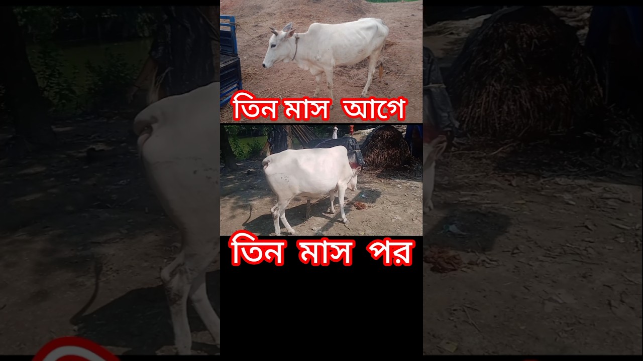 🐃 desi cow #shortvideo #shortvideo  #viralvideo