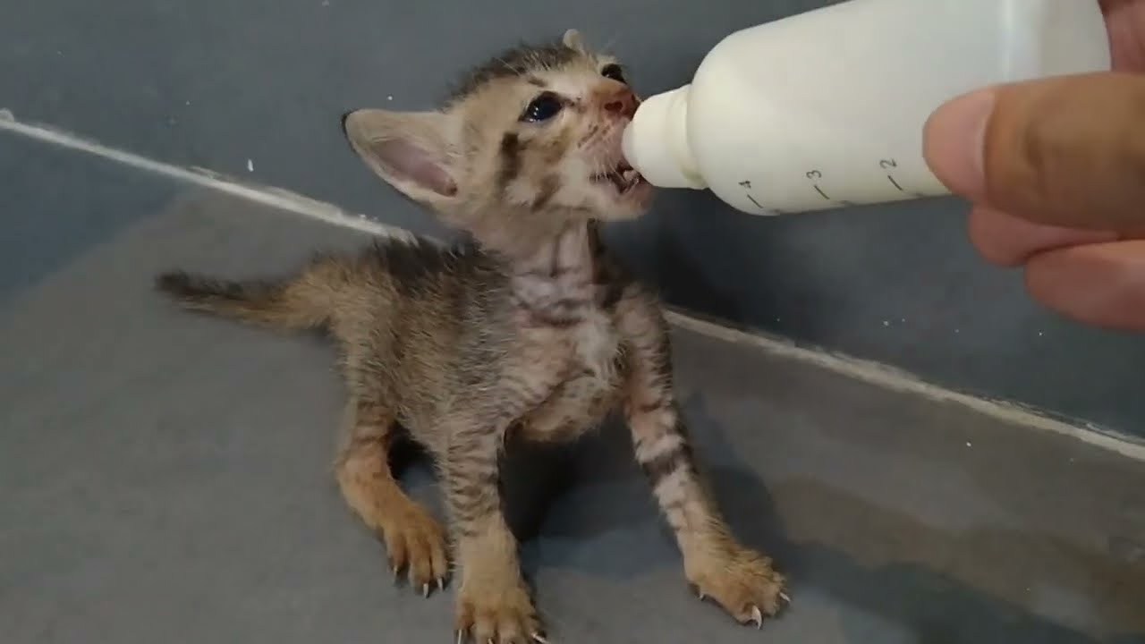 Rescue Orphan Kitten Trying To Come Out Of His Box but Can't And Crying Loudly For Help