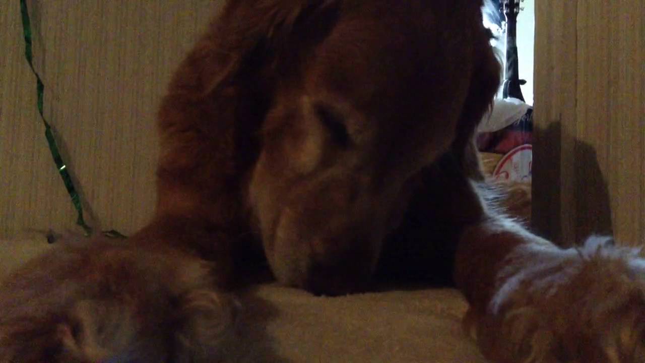 Dog licks floor for 6 minutes
