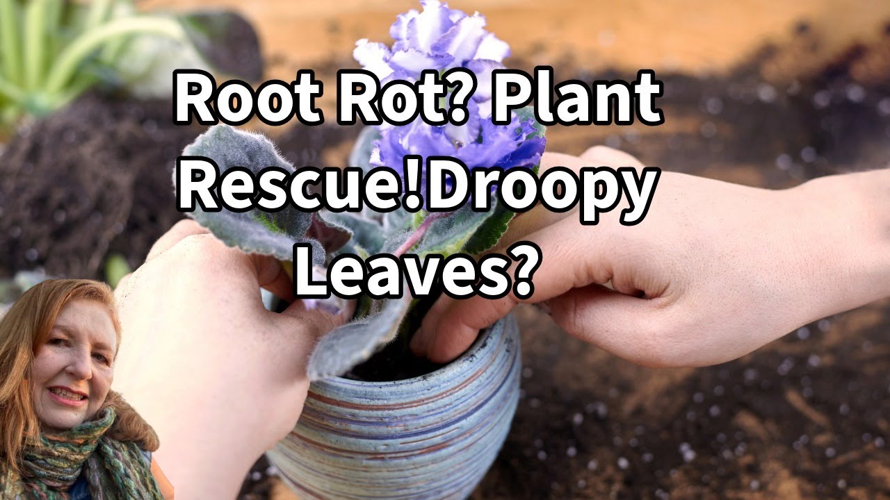 Cozy Plant Rescue: Saving My African Violet from Root Rot!